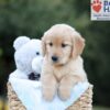 Image of Bailey, a Golden Retriever puppy