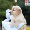 Image of Bailey, a Golden Retriever puppy