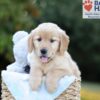 Image of Bailey, a Golden Retriever puppy