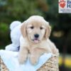 Image of Bailey, a Golden Retriever puppy