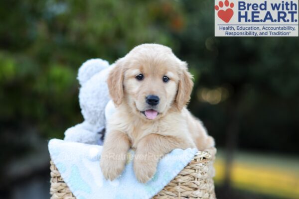 Image of Bailey, a Golden Retriever puppy