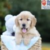 Image of Bailey, a Golden Retriever puppy
