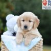 Image of Bailey, a Golden Retriever puppy