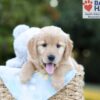 Image of Bailey, a Golden Retriever puppy