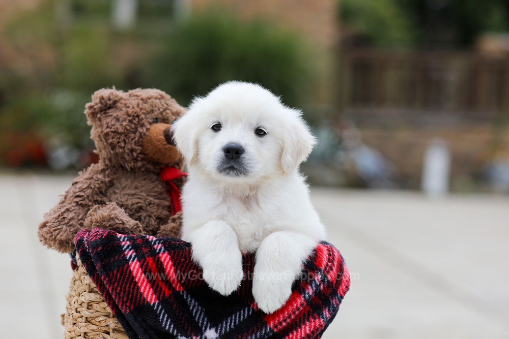 Beans Image of Beans, a Golden Retriever puppy