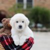 Image of Bear, a Golden Retriever puppy