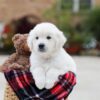 Image of Bear, a Golden Retriever puppy