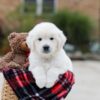 Image of Bear, a Golden Retriever puppy