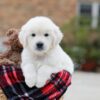 Image of Bear, a Golden Retriever puppy