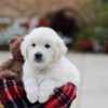 Image of Bear, a Golden Retriever puppy