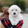 Image of Bear, a Golden Retriever puppy