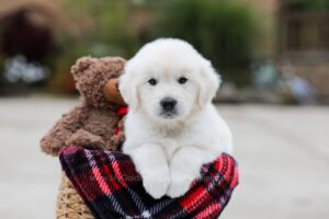 Image of Bear, a Golden Retriever puppy