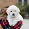 Image of Bear, a Golden Retriever puppy