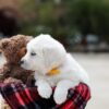 Image of Bella, a Golden Retriever puppy