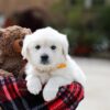 Image of Bella, a Golden Retriever puppy