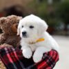 Image of Bella, a Golden Retriever puppy