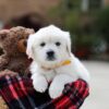 Image of Bella, a Golden Retriever puppy