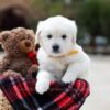 Image of Bella, a Golden Retriever puppy