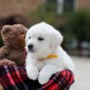 Image of Bella, a Golden Retriever puppy