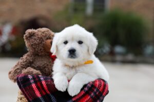 Image of Bella, a Golden Retriever puppy