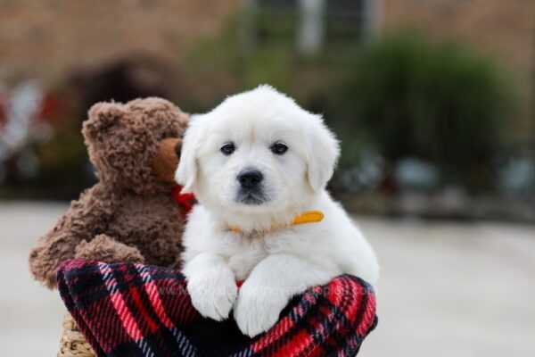 Image of Bella, a Golden Retriever puppy