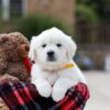 Image of Bella, a Golden Retriever puppy