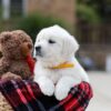 Image of Bella, a Golden Retriever puppy