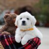 Image of Bella, a Golden Retriever puppy
