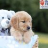 Image of Blake, a Golden Retriever puppy
