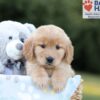 Image of Blake, a Golden Retriever puppy