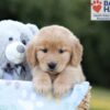 Image of Blake, a Golden Retriever puppy