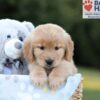 Image of Blake, a Golden Retriever puppy