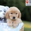 Image of Blake, a Golden Retriever puppy