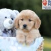 Image of Blake, a Golden Retriever puppy