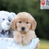 Image of Blake, a Golden Retriever puppy