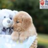 Image of Blake, a Golden Retriever puppy