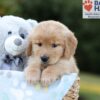Image of Blake, a Golden Retriever puppy