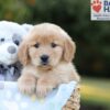 Image of Blake, a Golden Retriever puppy