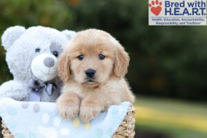 Image of Blake, a Golden Retriever puppy