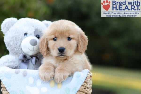 Image of Blake, a Golden Retriever puppy