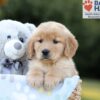 Image of Blake, a Golden Retriever puppy
