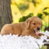 Image of Blaze, a Golden Retriever puppy