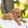 Image of Blaze, a Golden Retriever puppy