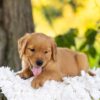 Image of Blaze, a Golden Retriever puppy
