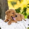 Image of Blaze, a Golden Retriever puppy