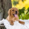 Image of Blaze, a Golden Retriever puppy