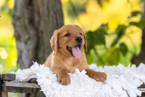 Image of Blaze, a Golden Retriever puppy