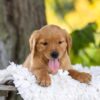 Image of Blaze, a Golden Retriever puppy