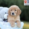 Image of Boston, a Golden Retriever puppy
