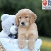 Image of Boston, a Golden Retriever puppy